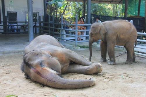 泰国一大象遭蜂群攻击致死被蛰超过100次（图）