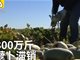 黑龙江300万斤萝卜滞销:2毛1斤没人要