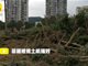四川射洪一市民种18年苗圃一夜间被摧毁 价值200万