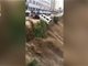 贵州沿河县突降大暴雨 多车被急流卷走