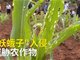 外来妖蛾子入侵云南 6.7万亩玉米受灾