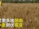 甘肃泾川阴雨连绵小麦霉地里 村民:4亩亏3千