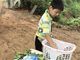 洛阳11岁小学生守葡萄园卖葡萄:帮父母减负