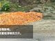 江西村民百万斤蜜桔滞销:降至3毛一斤仍难卖