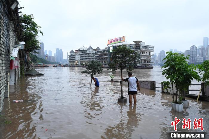 图为长江重庆主城区段水位不断上涨，临江商铺老板转移苗木。　陈超 摄