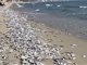 广东惠州双月湾沙滩出现大面积死鱼 绵延数百米