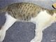 女演员呼吁彻查网红小猫悟空死因